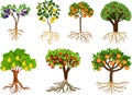Set of different fruit trees with ripe fruits and root system. Harvest time